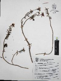 Sedum griseum image