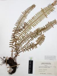 Polypodium furfuraceum image