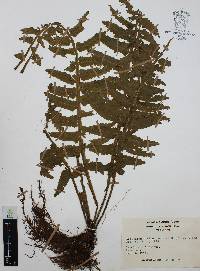 Asplenium alatum image