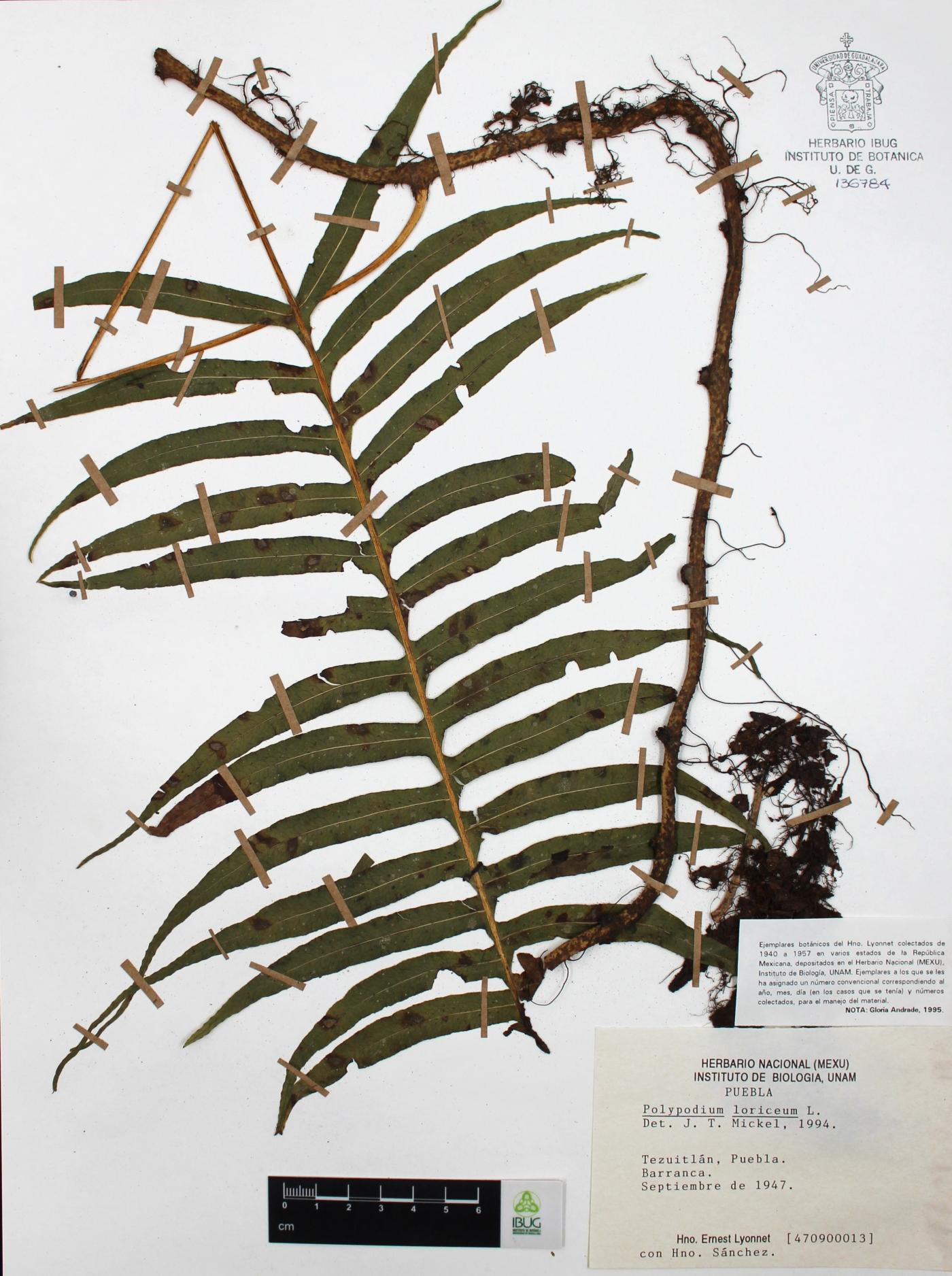 Polypodium loriceum image