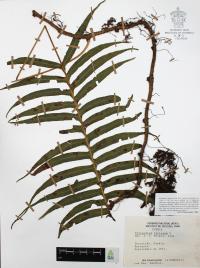 Polypodium loriceum image