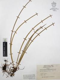 Campyloneurum angustifolium image