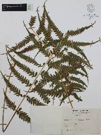 Diplazium lonchophyllum image