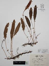 Elaphoglossum affine image