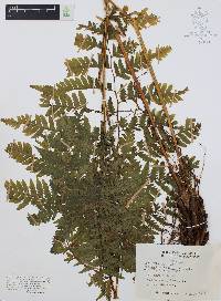 Diplazium franconis image