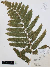 Diplazium striatum image