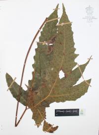 Tectaria heracleifolia image