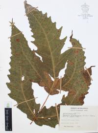 Tectaria heracleifolia image