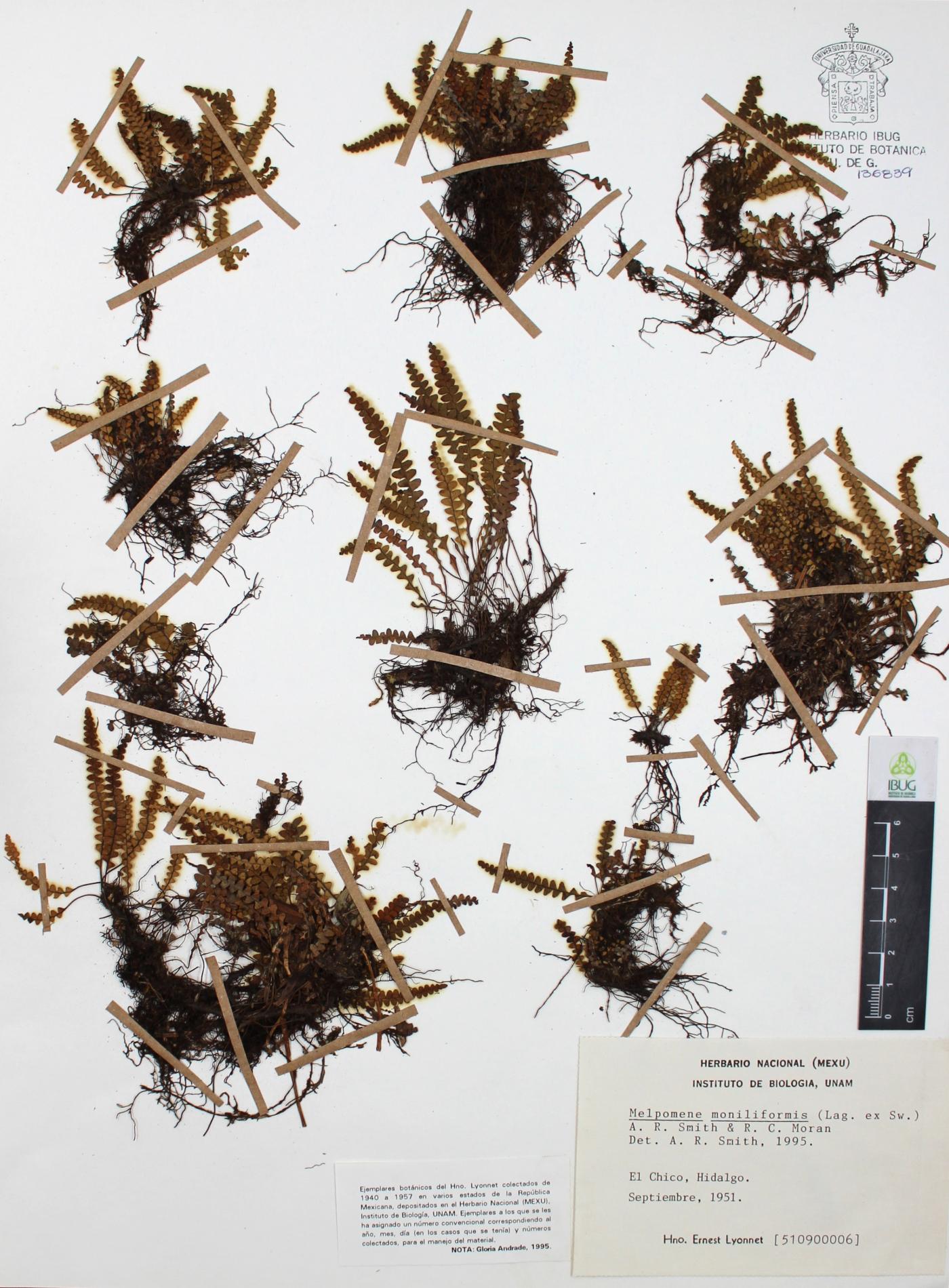 Melpomene moniliformis image