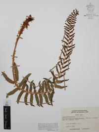 Polystichum acrostichoides image