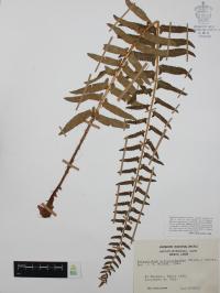 Polystichum acrostichoides image