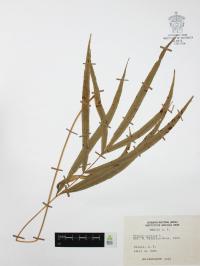 Pteris cretica image