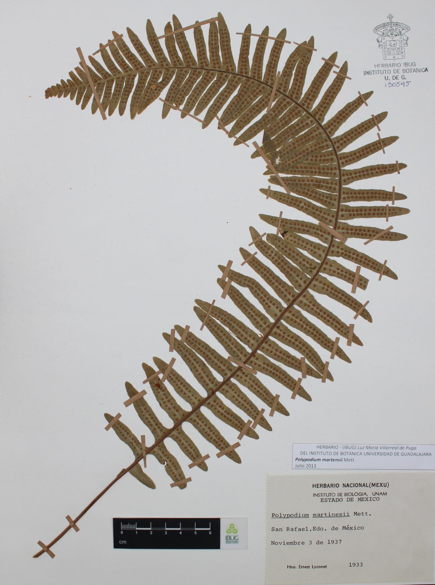 Polypodium martensii image