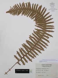 Polypodium martensii image