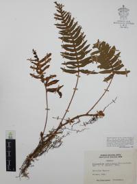 Polypodium platylepis image