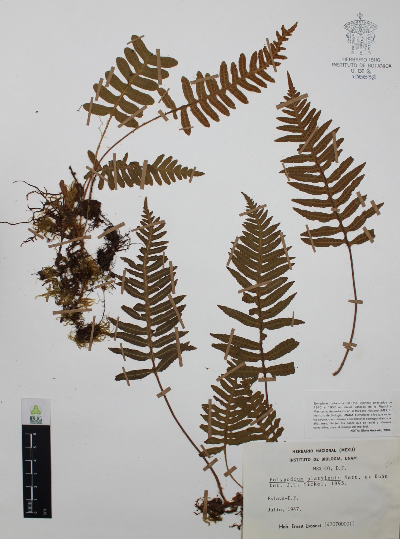 Polypodium platylepis image