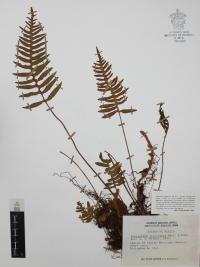 Polypodium platylepis image