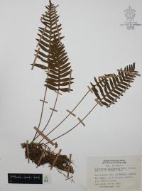 Polypodium platylepis image