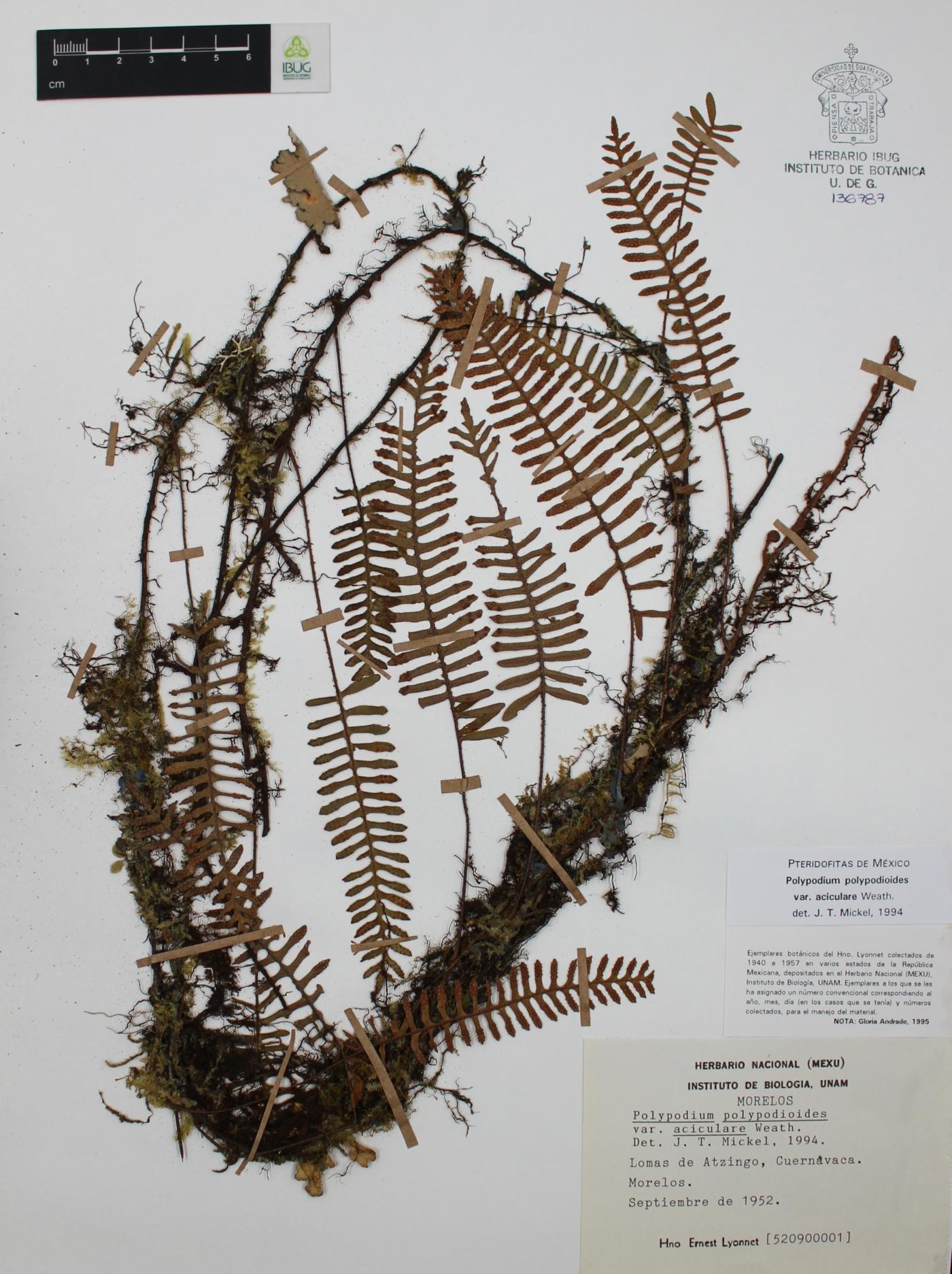Polypodium polypodioides image