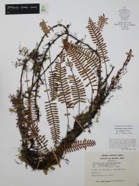 Polypodium polypodioides image
