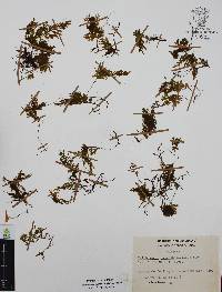 Trichomanes hymenophylloides image