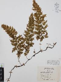 Trichomanes radicans image