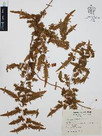 Lygodium venustum image