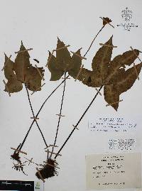 Bommeria elegans image