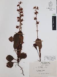 Pyrola angustifolia image