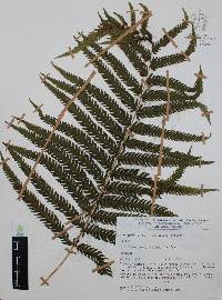 Thelypteris resinifera image