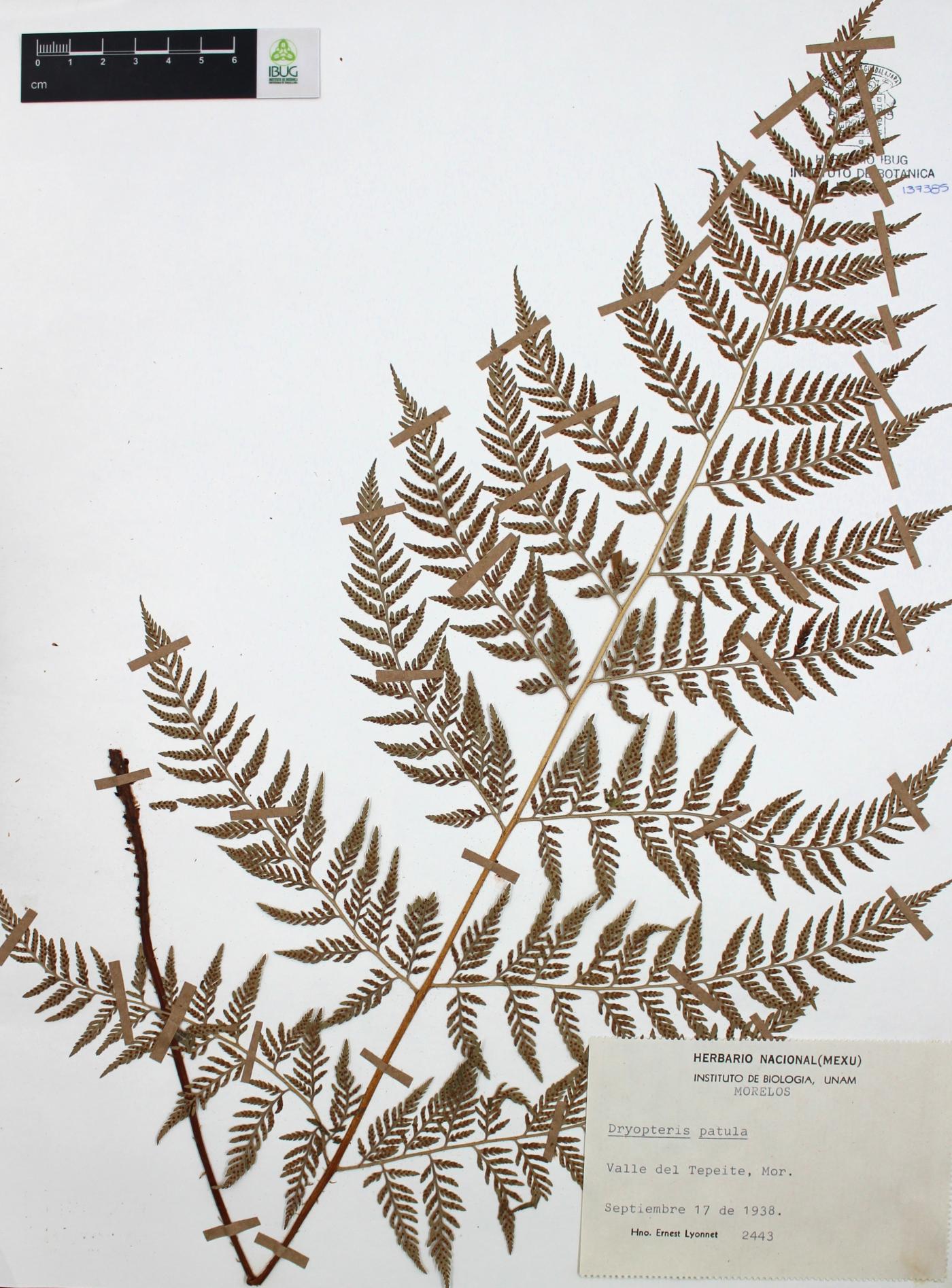 Dryopteris patula image