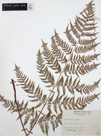 Dryopteris patula image