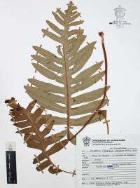 Phlebodium areolatum image