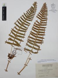 Polypodium plesiosorum image