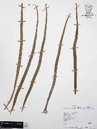 Ananthacorus angustifolius image
