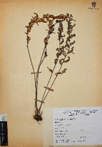 Myriopteris myriophylla image