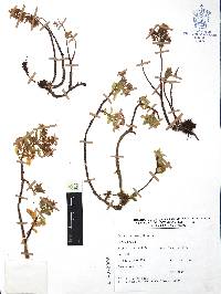 Sedum tortuosum image