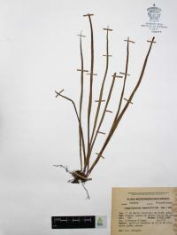 Campyloneurum angustifolium image