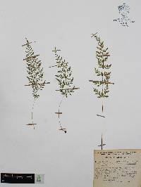 Cystopteris fragilis var. fragilis image