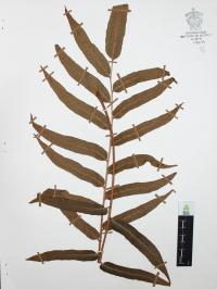 Phanerophlebia nobilis image
