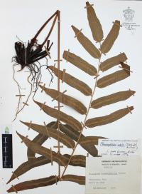 Phanerophlebia nobilis image