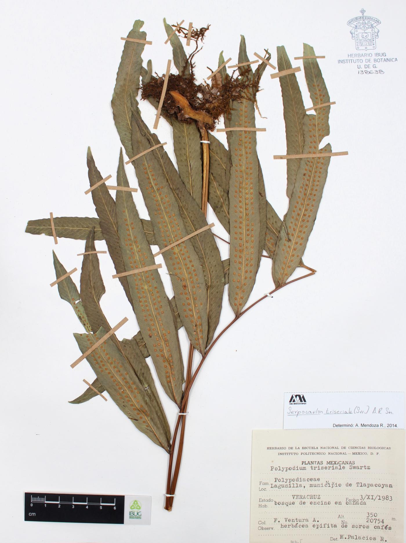 Serpocaulon triseriale image