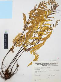 Pityrogramma calomelanos image