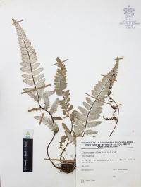 Pityrogramma calomelanos image