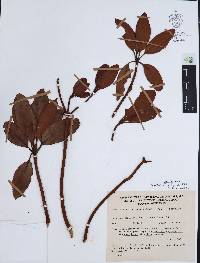 Arbutus xalapensis image