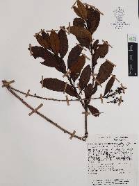 Comarostaphylis discolor image