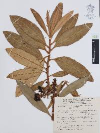 Comarostaphylis longifolia image