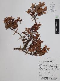 Gaultheria schultesii image