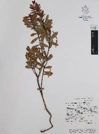 Pernettya prostrata image