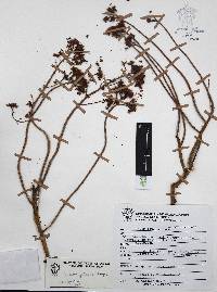 Sedum griseum image
